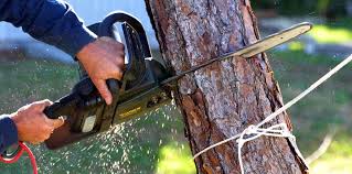 Leaf Removal in King Arthur Park, MT